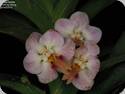 Vanda foetida x Holcoglossum subulifolium